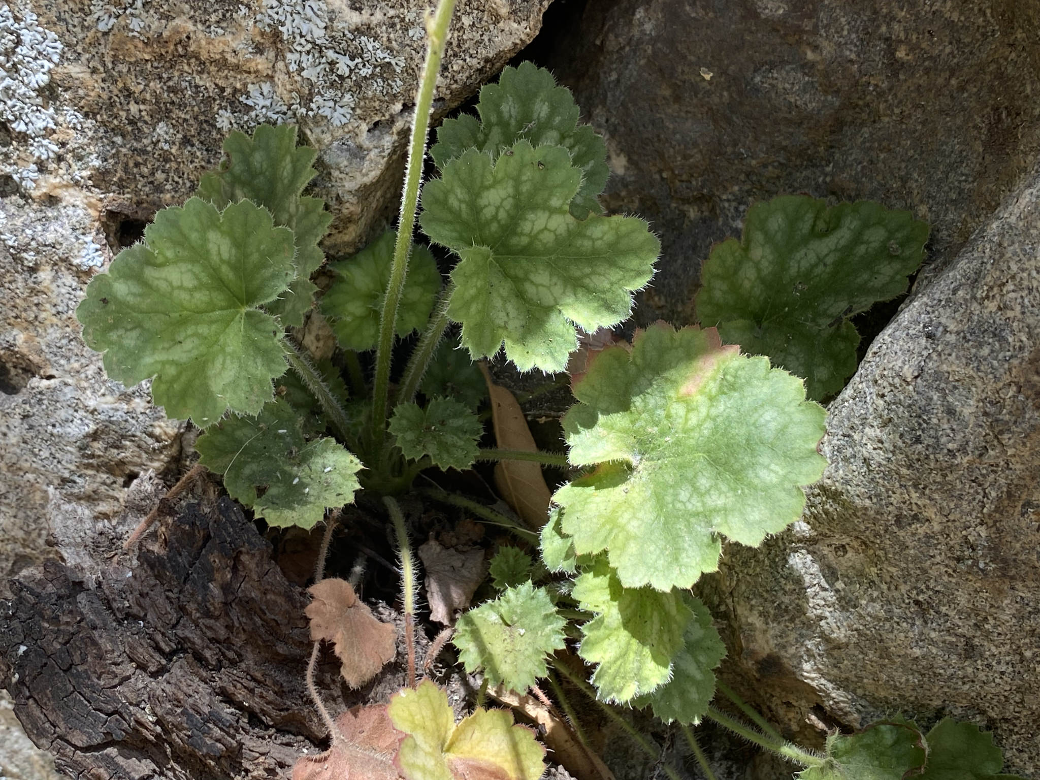 Heuchera sanguinea
